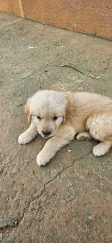 Golden lindoona