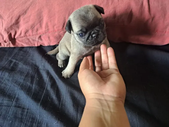 Filhote Pug