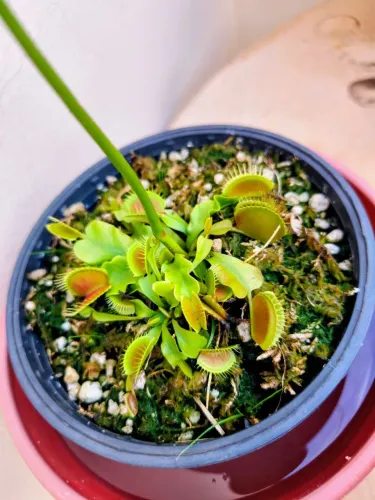 Planta Carnívora Dioneia Saudável Com Flores (Muda / Vaso)<br>