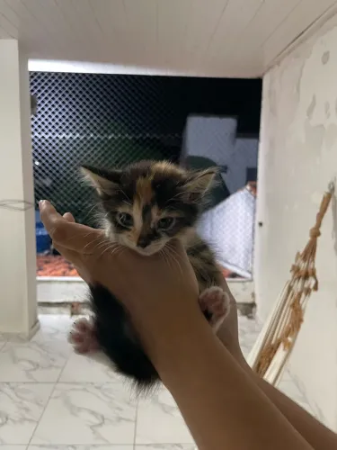 Gatinha filhote para adoção 