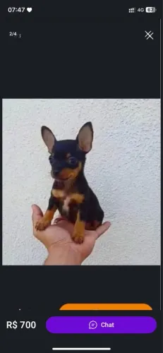 Pincher 0