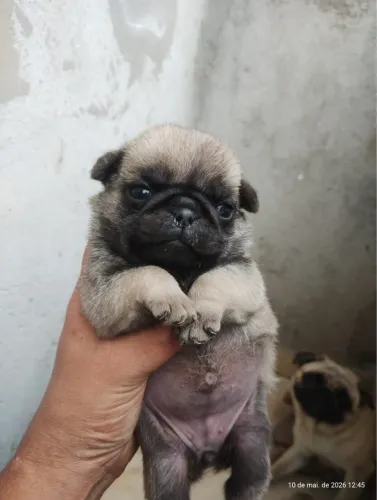 Pug filhotes disponíveis com excelente cuidado