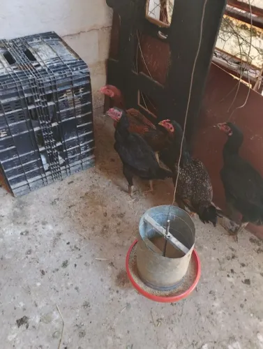 galinhas i um galo