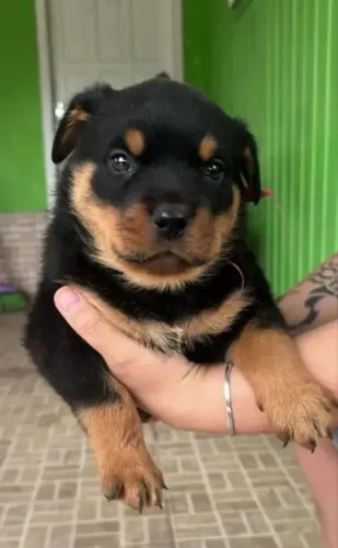 Rottweiler cabeça de touro: filhotes saudáveis só a espera de um lar 