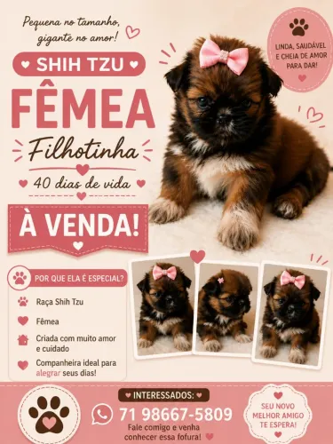 Shitzu fêmea