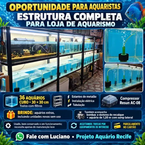 Bateria de aquários para loja de aquarismo ornamental