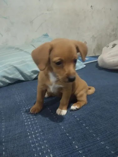 Cachorra Pinscher número 1