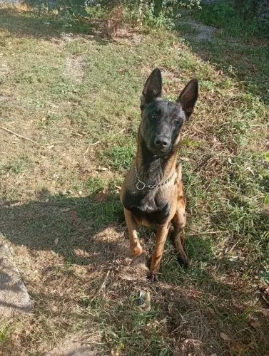FILHOTES BELGA MALINOIS LEGÍTIMOS