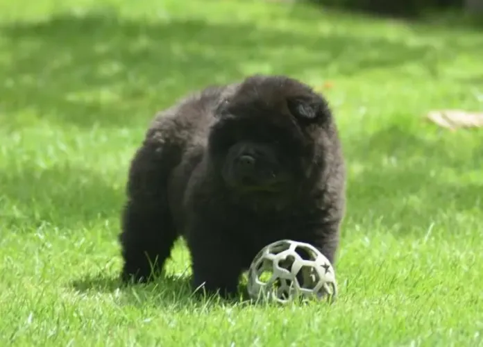 filhote Chow-Chow, O presente perfeito para você e sua família tem quatro patas!