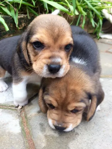 Beagle Pet disponível para reserva