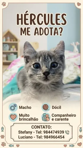 Adoção responsável 