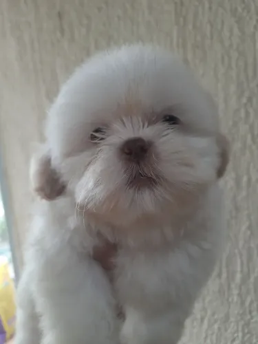 Shih Tzu Filhotes Várias Cores