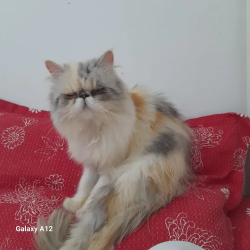 Vendo essa gatinha tem um ano