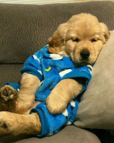Golden Retriever - Eles Não Pedem Muito Só Amor E Um Cantinho