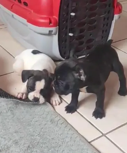 Bulldog frances pequenos fortes