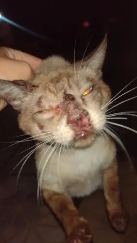 Gatinho machucado
