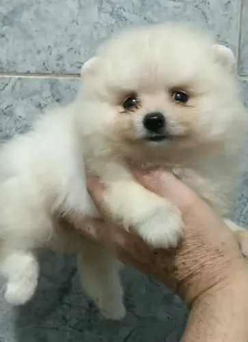 Vamos lá - Lulu da Pomeranea