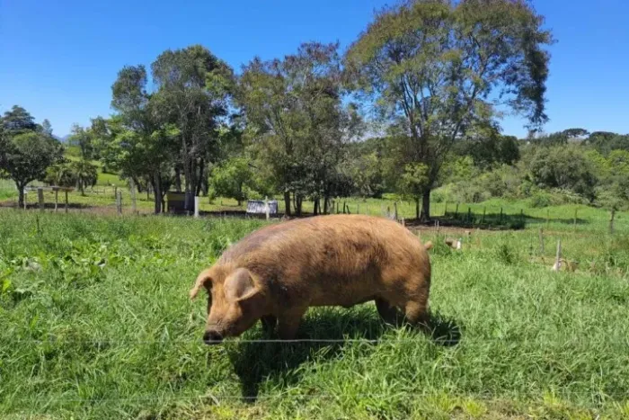 Porco barato pra eu viajar