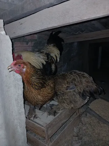 Galinhas Brahma