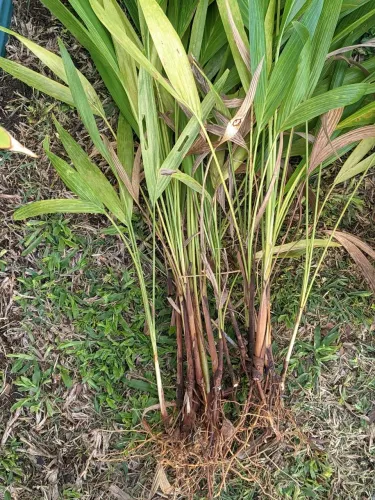 Muda De Palmeira Veitchia Merrillii - Planta Para Ornamentar