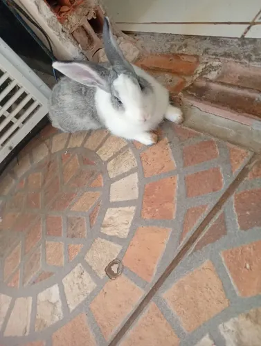 Coelho branco e cinza