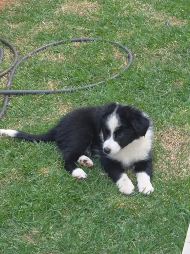 Border Collie último Macho Preto com Branco