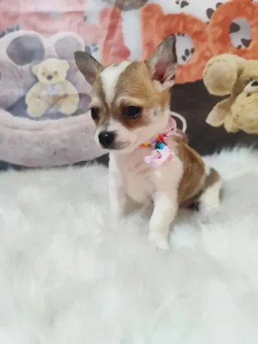 Princesinhas Chihuahuas disponíveis!