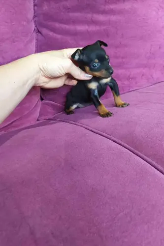 Lindo Pinscher Miniatura esperando por você