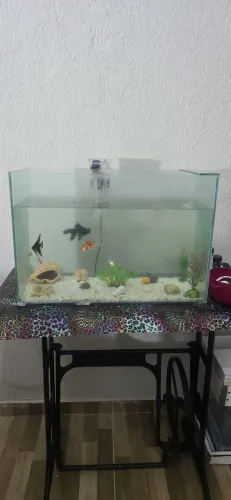 Aquário 