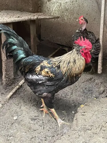 Galo