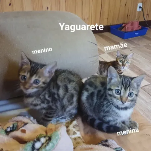 Filhote gato bengal