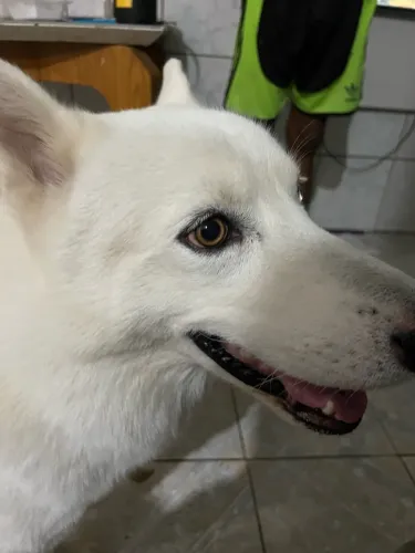 Doação de cachorro