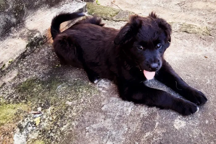 Filhote de akita com SRD