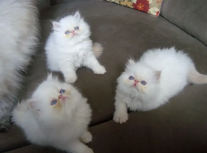 Lindos Gato Persa Filhotinhos