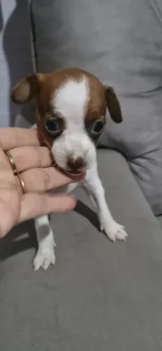 Pinscher com 80 dias vacinado