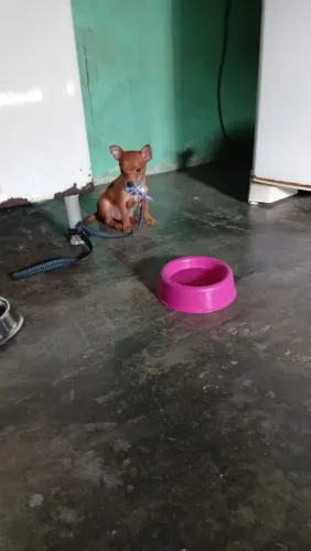 Pinscher