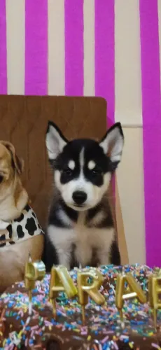 Husky siberiano