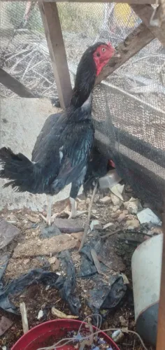 Galinha e galo caipira