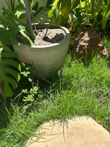 Vaso em concreto. Acompanha terra preta adubada e mudas de goiaba e abacate