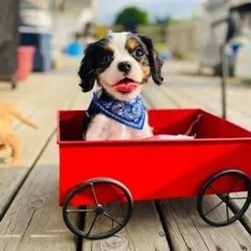 Cavalier King Charles Spaniel,Cavalier King Charles Spaniel Filhote Saudável Excelente Com