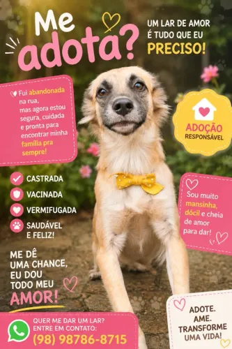 Cachorrinha CASTRADA para ADOÇÃO RESPONSÁVEL