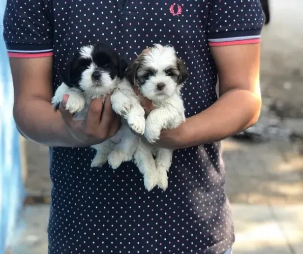 Shih Tzu- Seu Novo Companheiro Chegou - Canil Seguro e Confiável