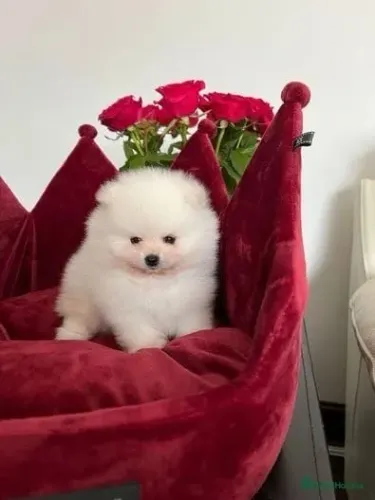 Cachorro filhote spitz alemão/lulu da pomerânia saudável dócil com contrato