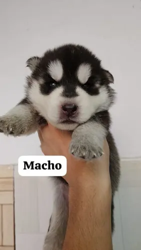 Filhotes de Husky Siberiano