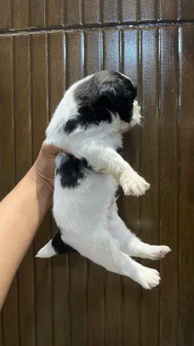 Cachorro Shi tzu original