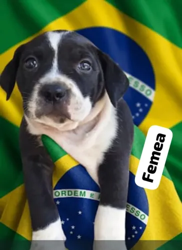 Pitmonster 