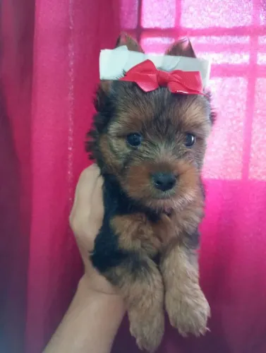 Filhote Yorkshire Terrier, A felicidade pode ter o focinho que você procura!