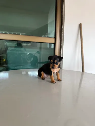 Filhote de Pinscher fêmea
