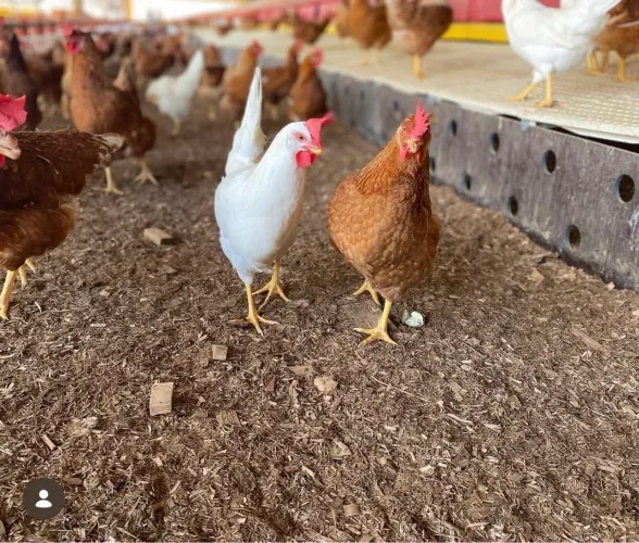 Cartela 30 Ovos caipira