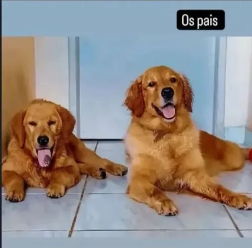 CANIL SILVA - VENDE FILHOTES GOLDEN RETRIVIER